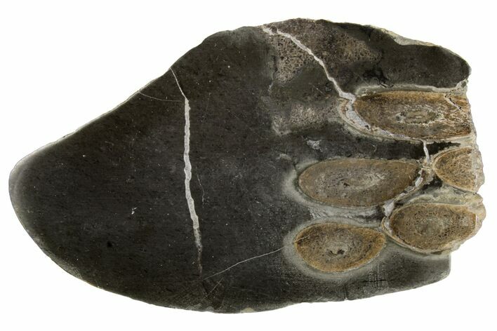 Fossil Plesiosaurus Bones in Cross-Section - England #171178